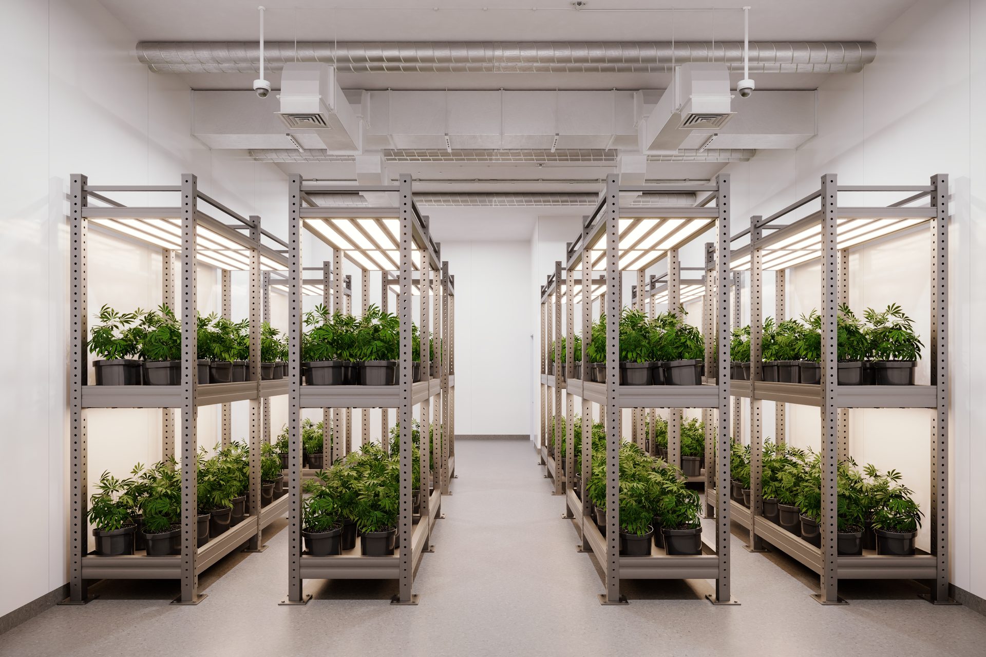 Commercial Cultivation Facility — Commercial 3D render